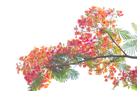 Royal Poinciana isolated on white backgroundの写真素材
