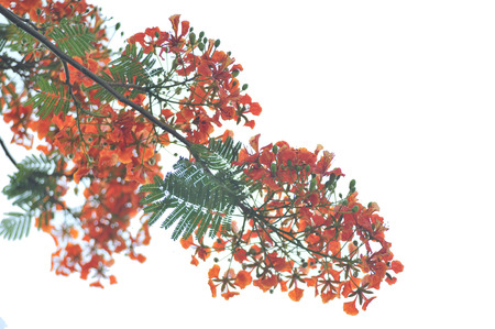 Royal Poinciana isolated on white backgroundの写真素材