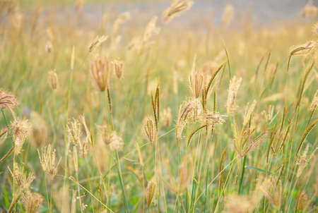 Grass in the sunrise beauty backgroundの写真素材