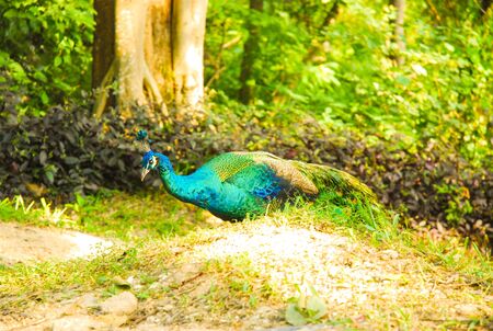 peacockの写真素材