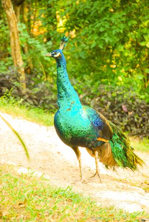 peacockの写真素材