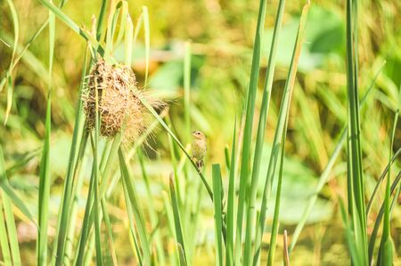 Asian Golden Weaverの写真素材