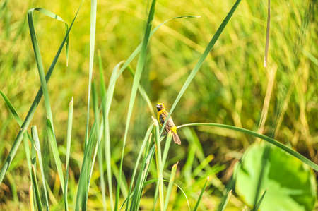 Asian Golden Weaverの写真素材