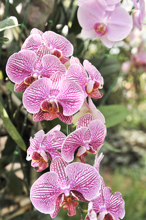 Orchid