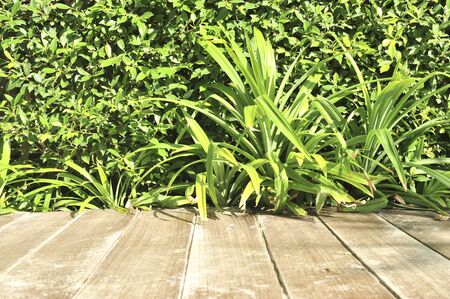 tree on wood backgroundの写真素材