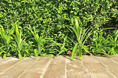tree on wood backgroundの写真素材