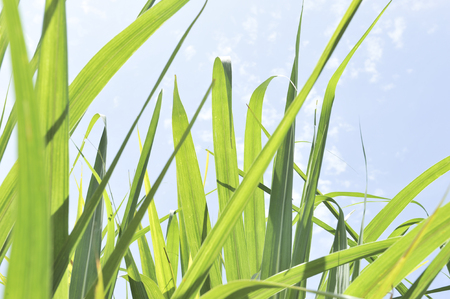 caneの写真素材
