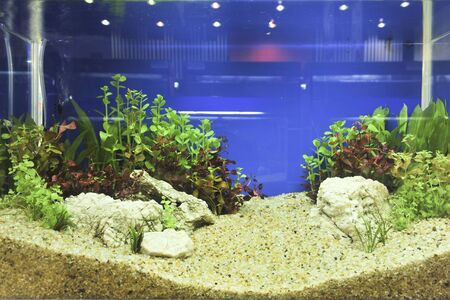 aquarium