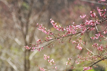 Wild Himalayan Cherry in selective focus pointの写真素材