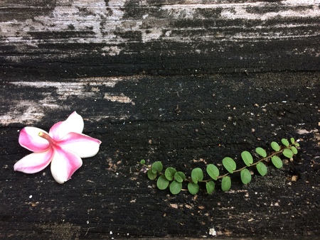 plumeria on wood backgroundの写真素材