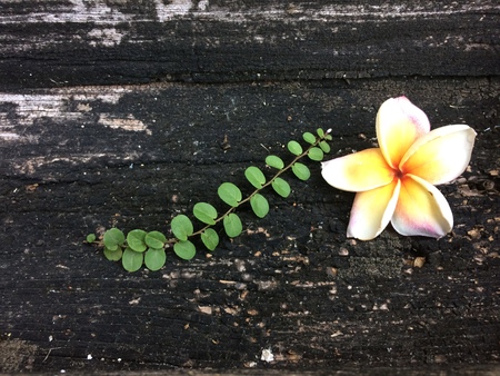 plumeria on wood background