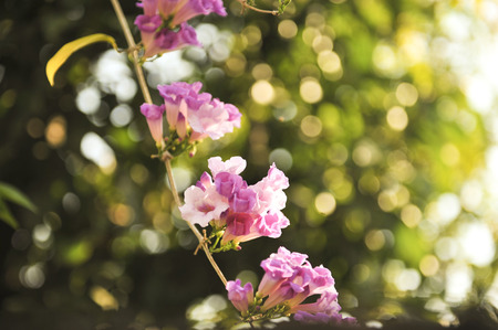 Garlic vine violet flower selective focus pointの写真素材