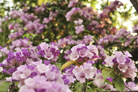 Garlic vine violet flower selective focus pointの写真素材