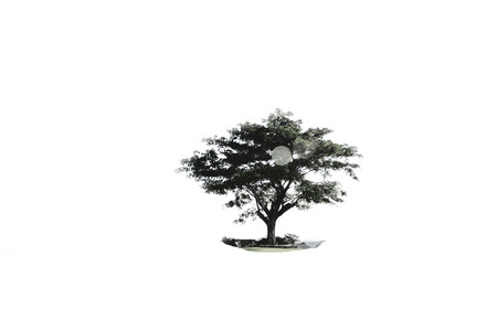 tree in isolate white background