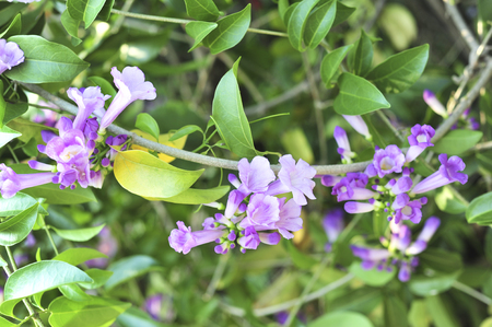 Garlic vine violet flower selective focus pointの写真素材