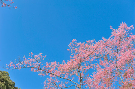 Prunus cerasoides in selective focus pointの写真素材