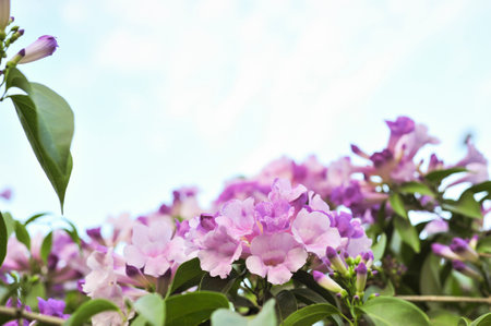 Garlic vine violet flower selective focus point