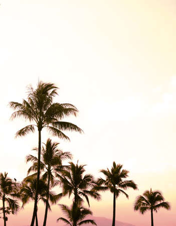 Beautiful group of palms set against the hazy, late afternoon skyの写真素材