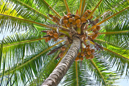Looking up on a loaded coconut palm.