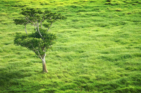 Standing solid in a sea of green.の写真素材