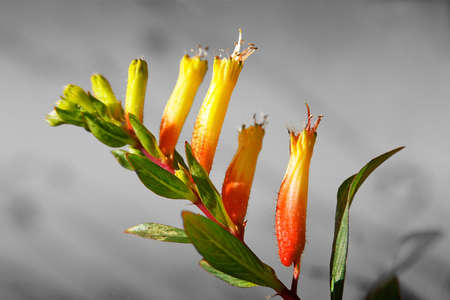 Flowers seemingly marching up the stem and over the top.の写真素材