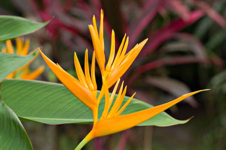 Golden torch - Heliconia Psittacorum.
