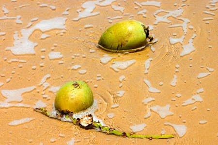 Two coconuts with thoughts of germination.の写真素材