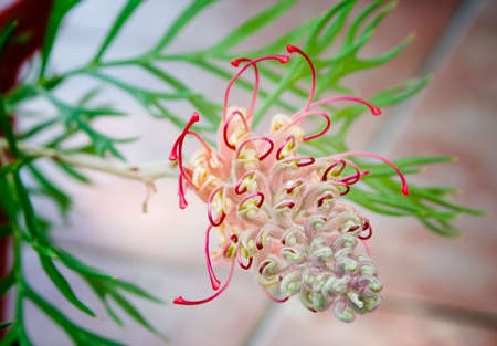 Grevillea G.banksii species.  Early stage of flower display.の写真素材