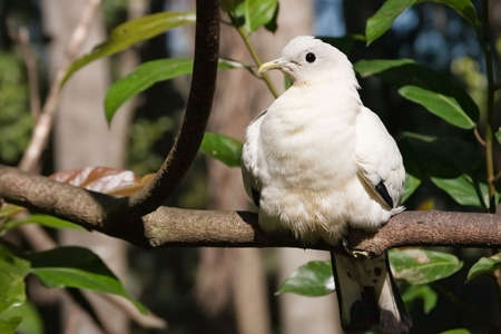 White australian bird sunning itself on tree branch.の写真素材