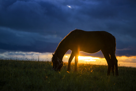 The horse under the setting sunの写真素材