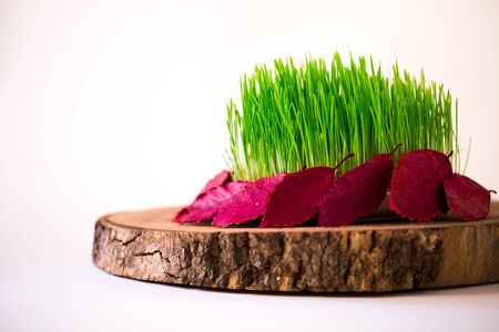 Green Semeni on wooden stump decorated with daffodils and purple ribbonの写真素材