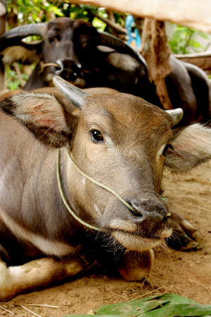 buffalo