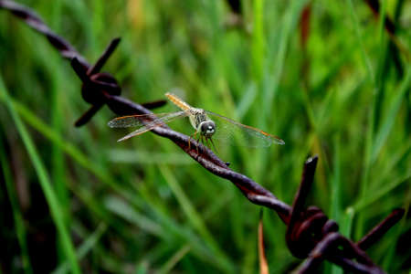 dragonfly barbed wireの写真素材