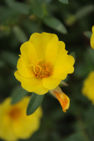 common purslane, purslane, yellow