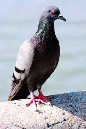 rock rigeonの写真素材