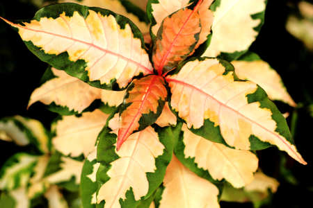 caricatureplantの写真素材