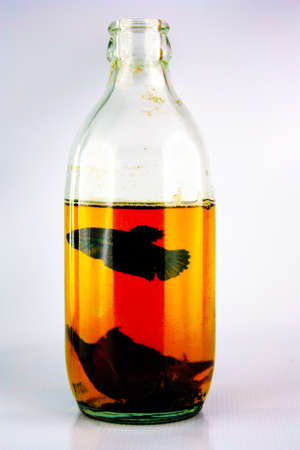 betta splendens, siamese  fighting  fishの写真素材