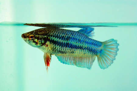 betta splendens, siamese  fighting  fish