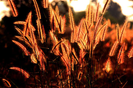  flower of grass.の写真素材