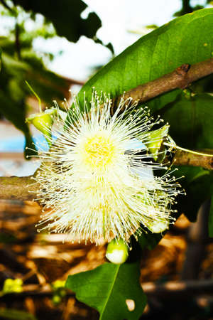 rose apple flowersの写真素材
