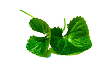 tiger herbalの写真素材