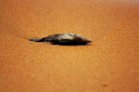  fish and beachの写真素材