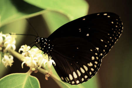  common indian crow ,euploea core godartii zucas の写真素材