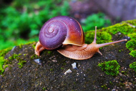 siam snail Hemiplecta distinctaの写真素材