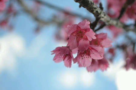 Flower in Gardenの素材