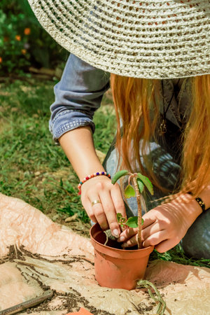 Latin woman planting in the garden in springの写真素材