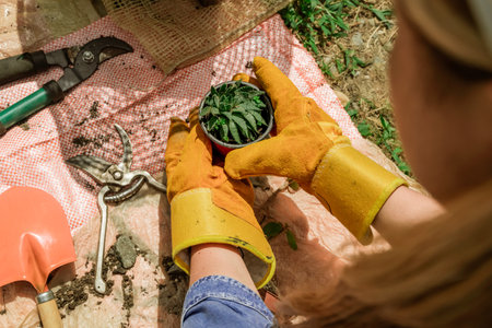 Latin woman planting in the garden in springの写真素材