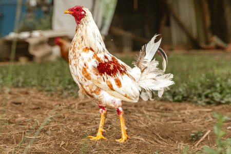 colorful cock with little feathering standing upright enjoying his new lifeの写真素材
