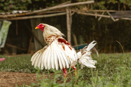 pardoned fighting rooster with little plumage opening its wings