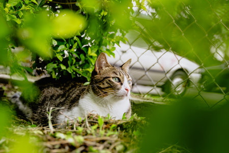 common roman cat resting among the plants in the gardenの写真素材